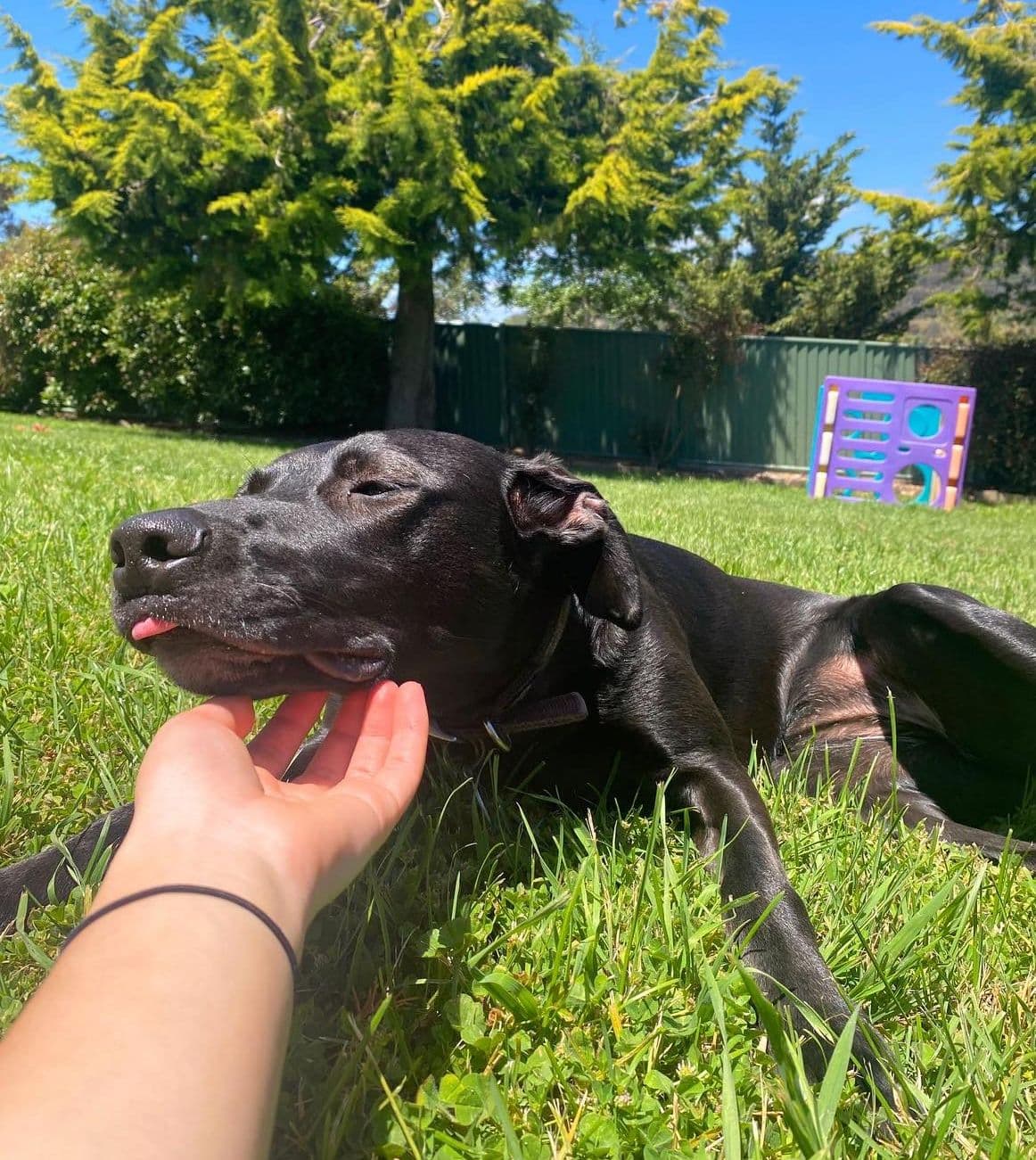 Dog getting petted