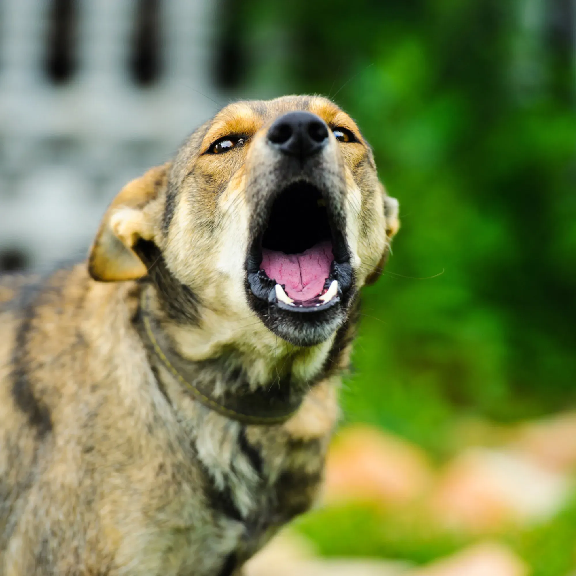 Dog being aggressive