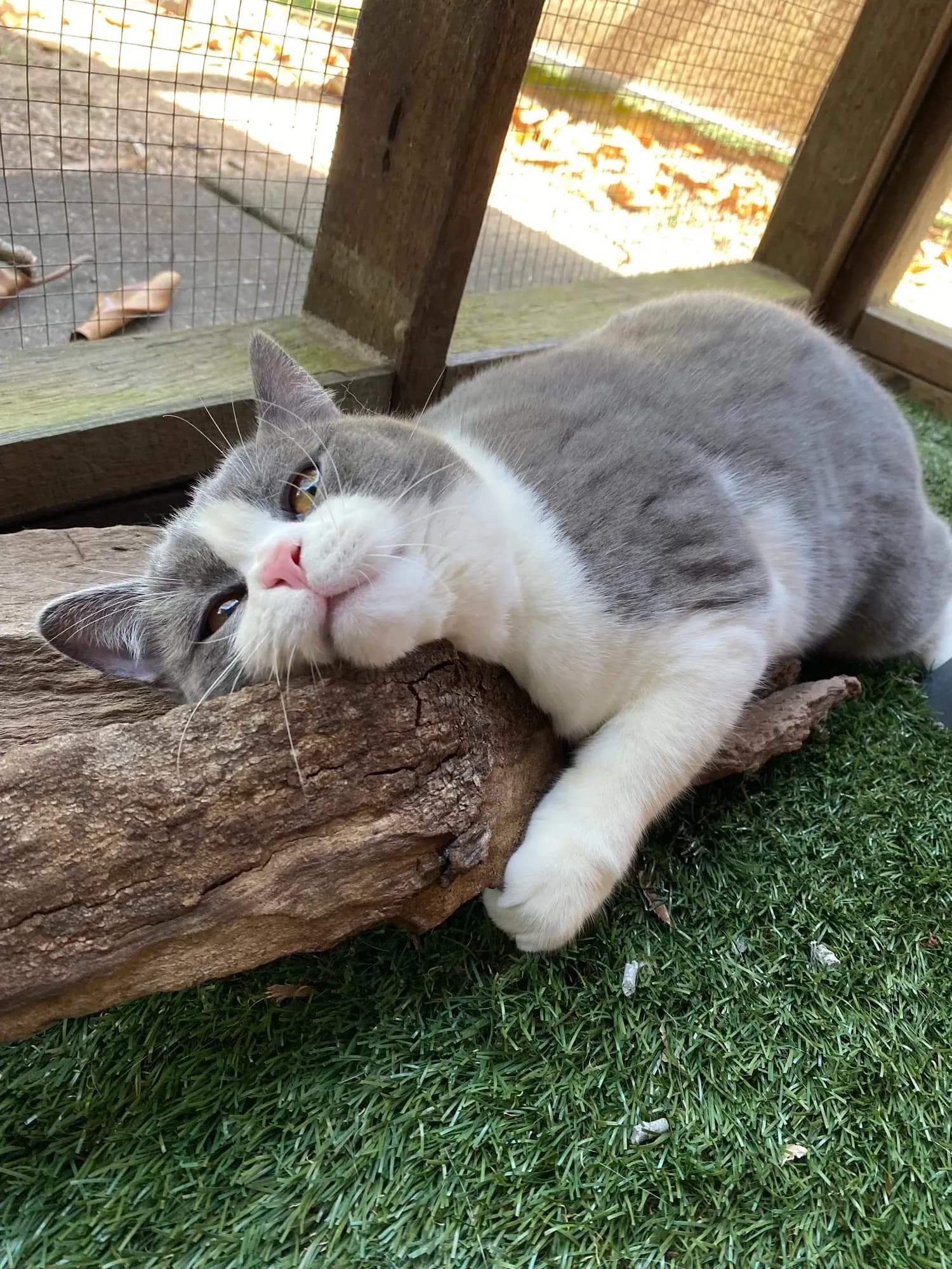 Cat Boarding Sunshine Coast
