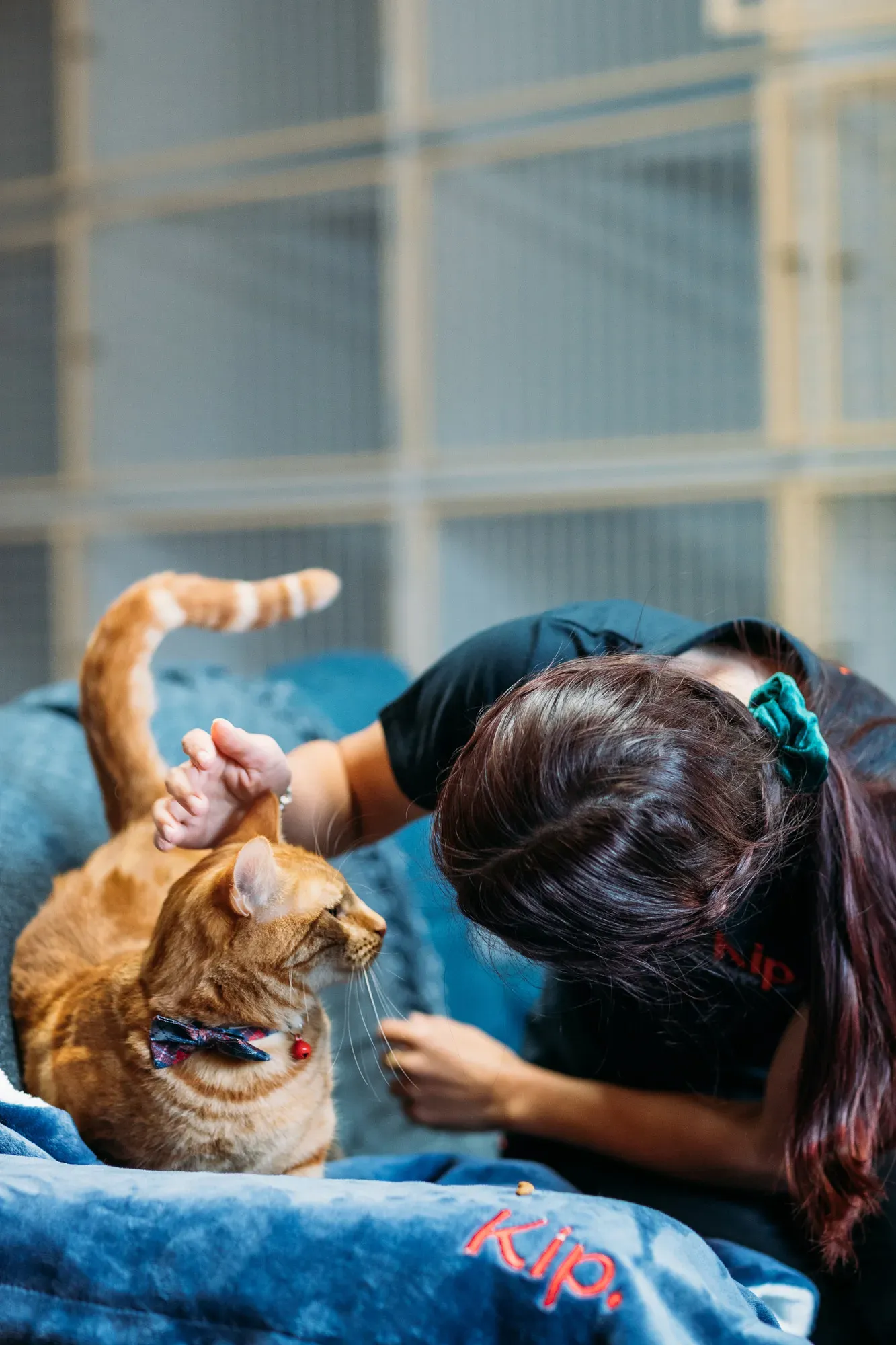 Cat Boarding Newcastle