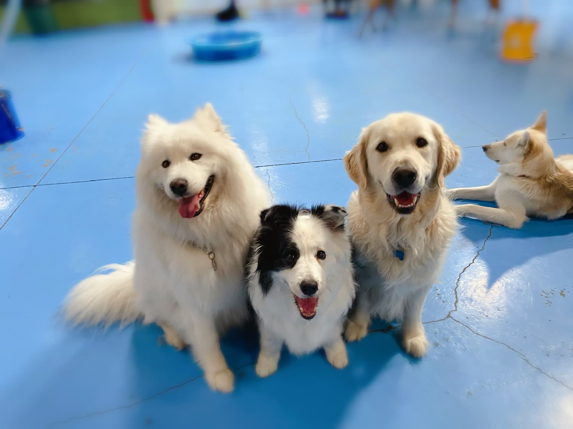 Three dogs named Charlie, Ruby and George