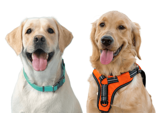 Two dogs: one with collar, one with harness