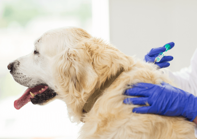 Adult dog getting vaccinated