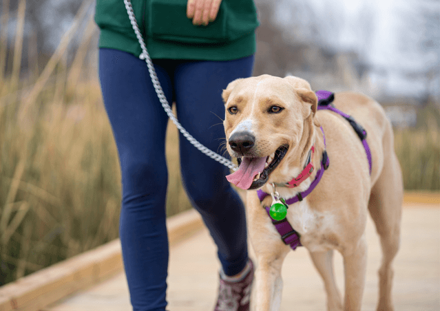 Dog walk with dog pulling on the lead