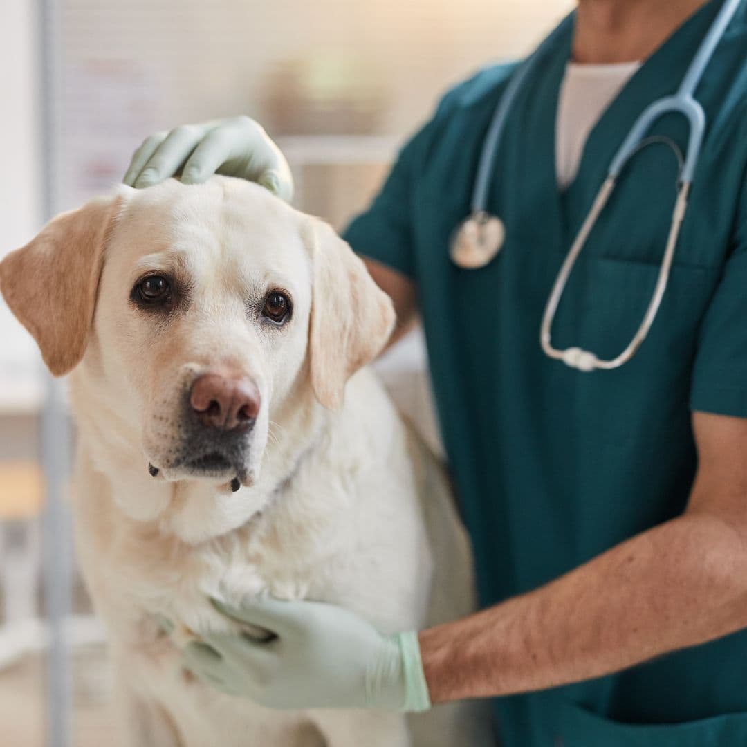Dog at a vet