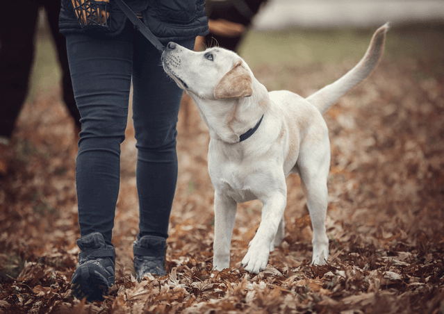 Dog focusing on person