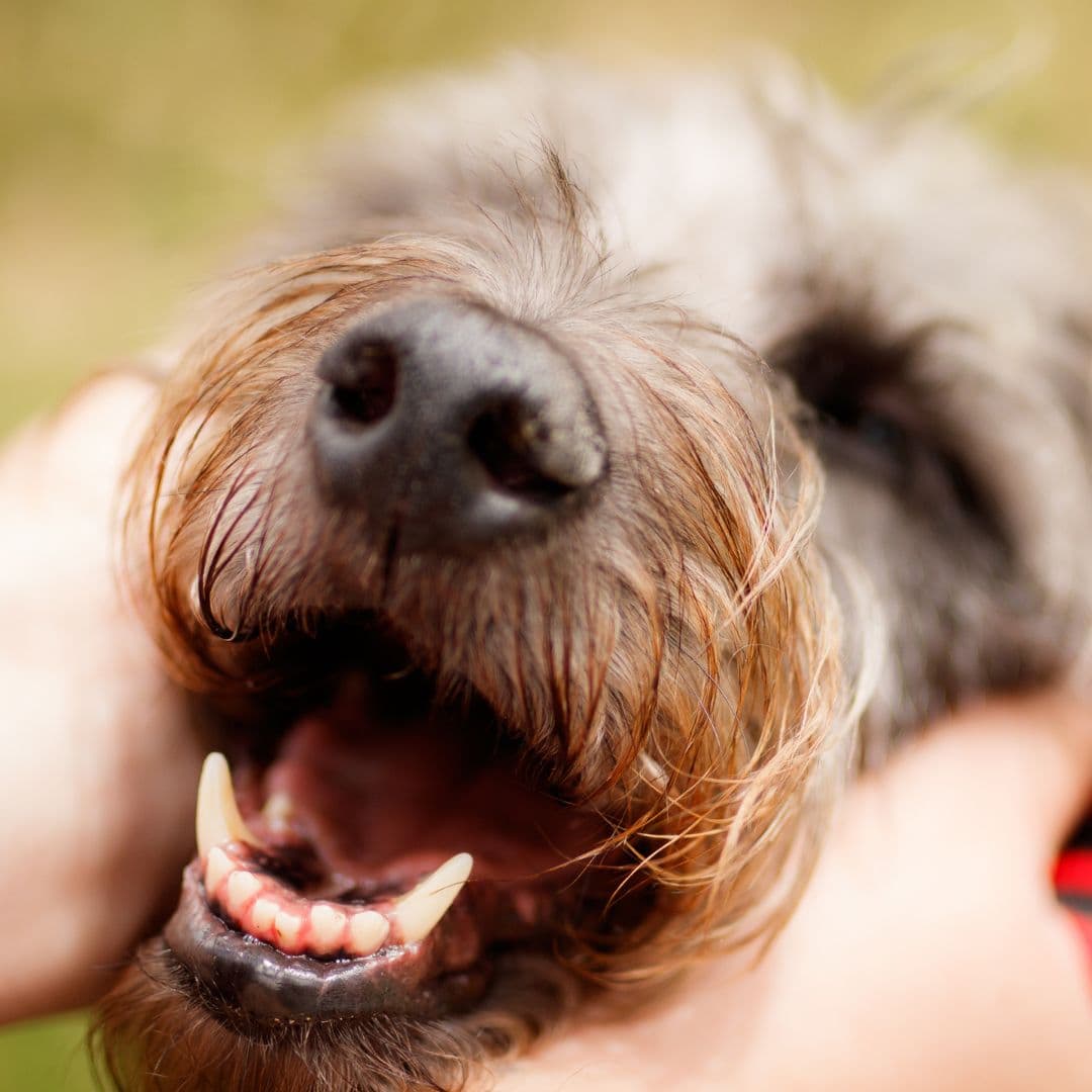 Dog getting cuddles