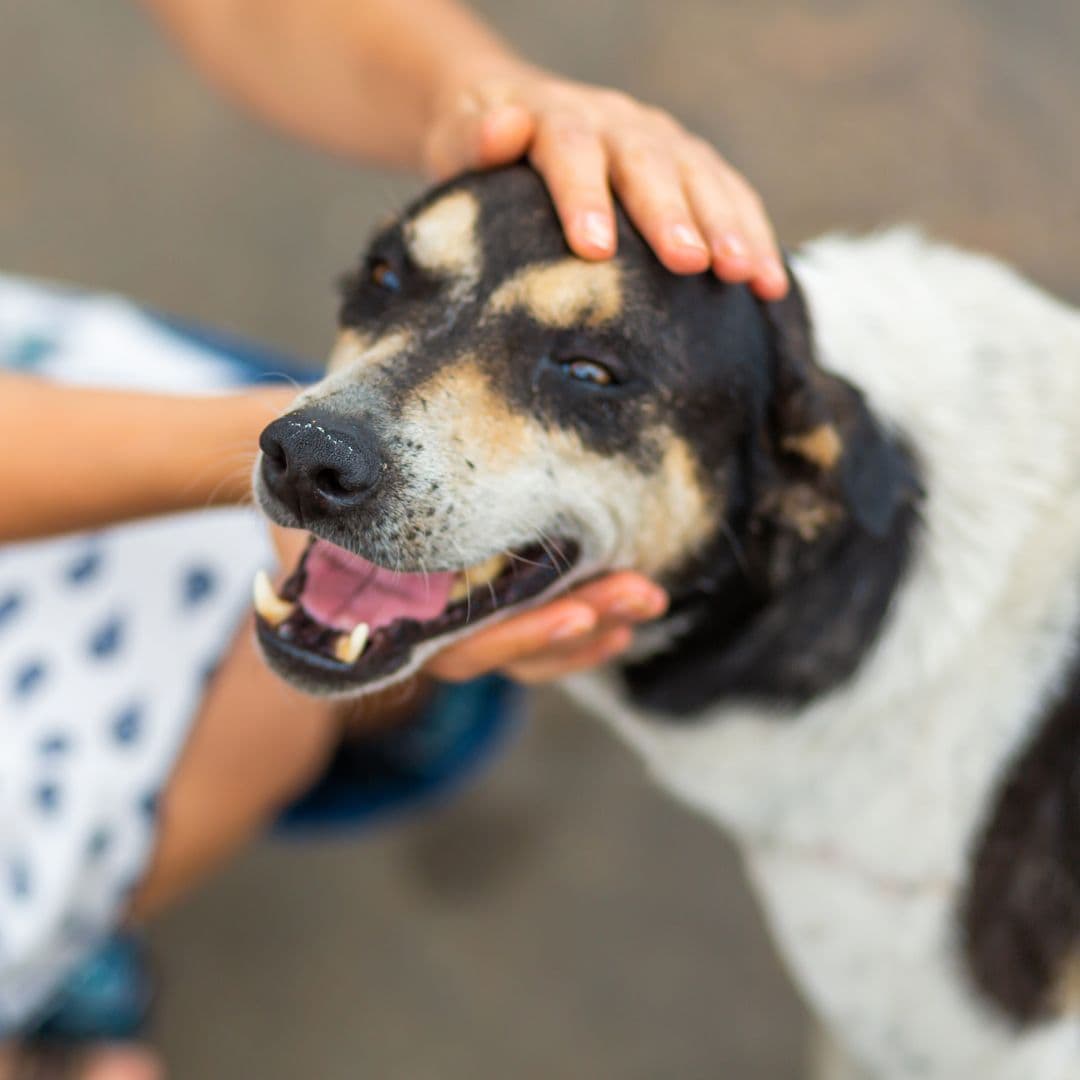 Good dog getting head pats