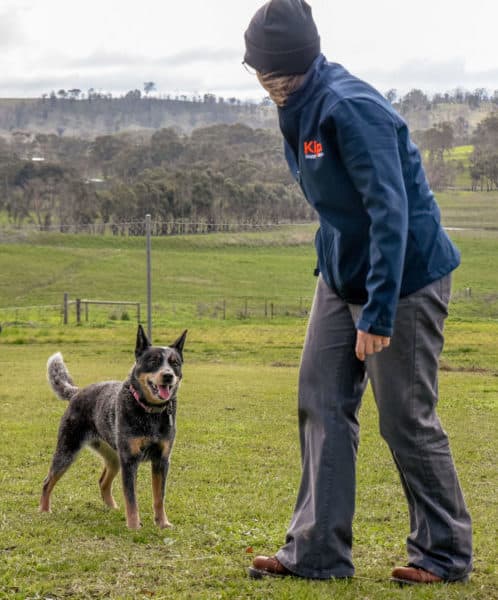Dog playing with Kip staff