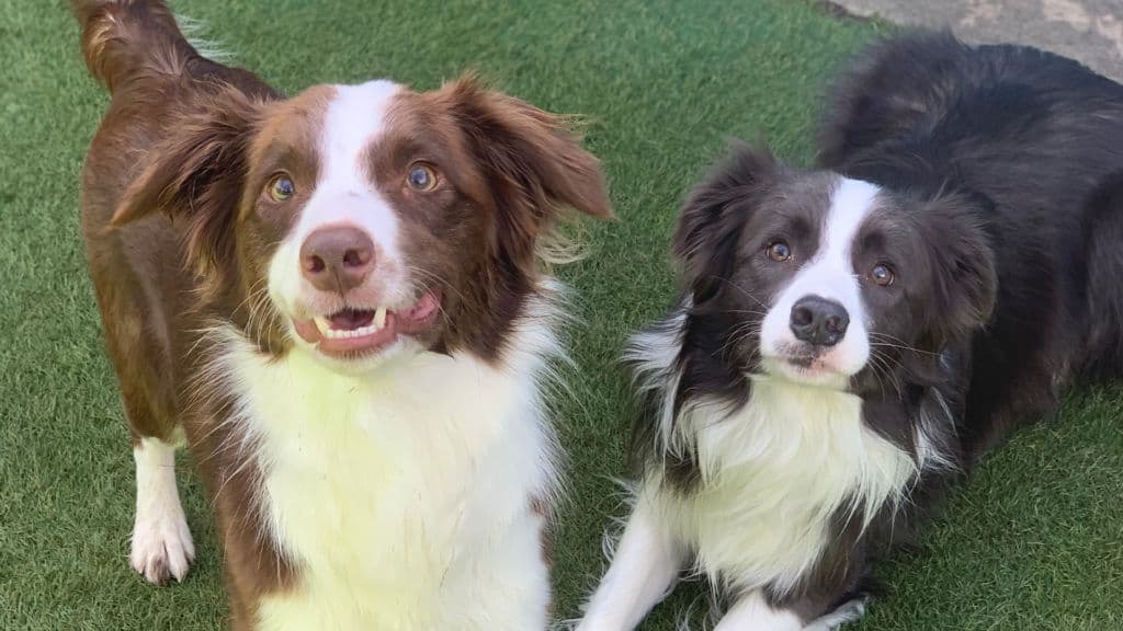 Two dogs at Kip Melbourne
