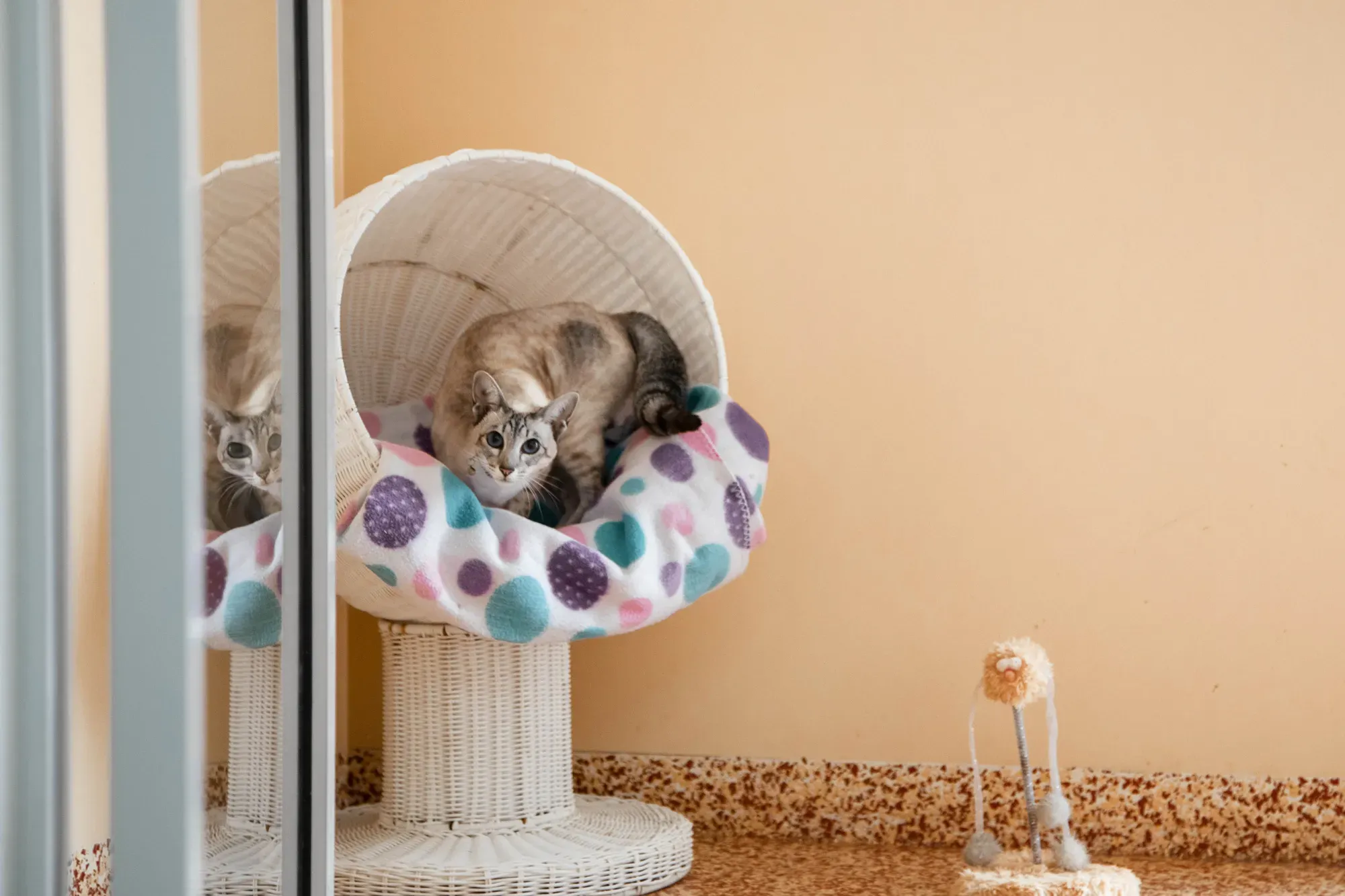 Luxury Penthouse Suite Cat Boarding 