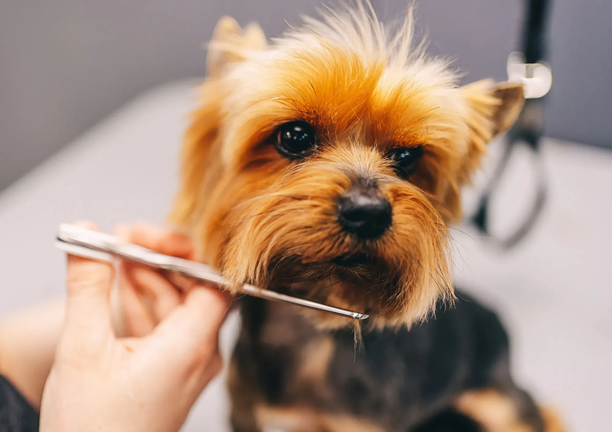 Mid grooming of a dog