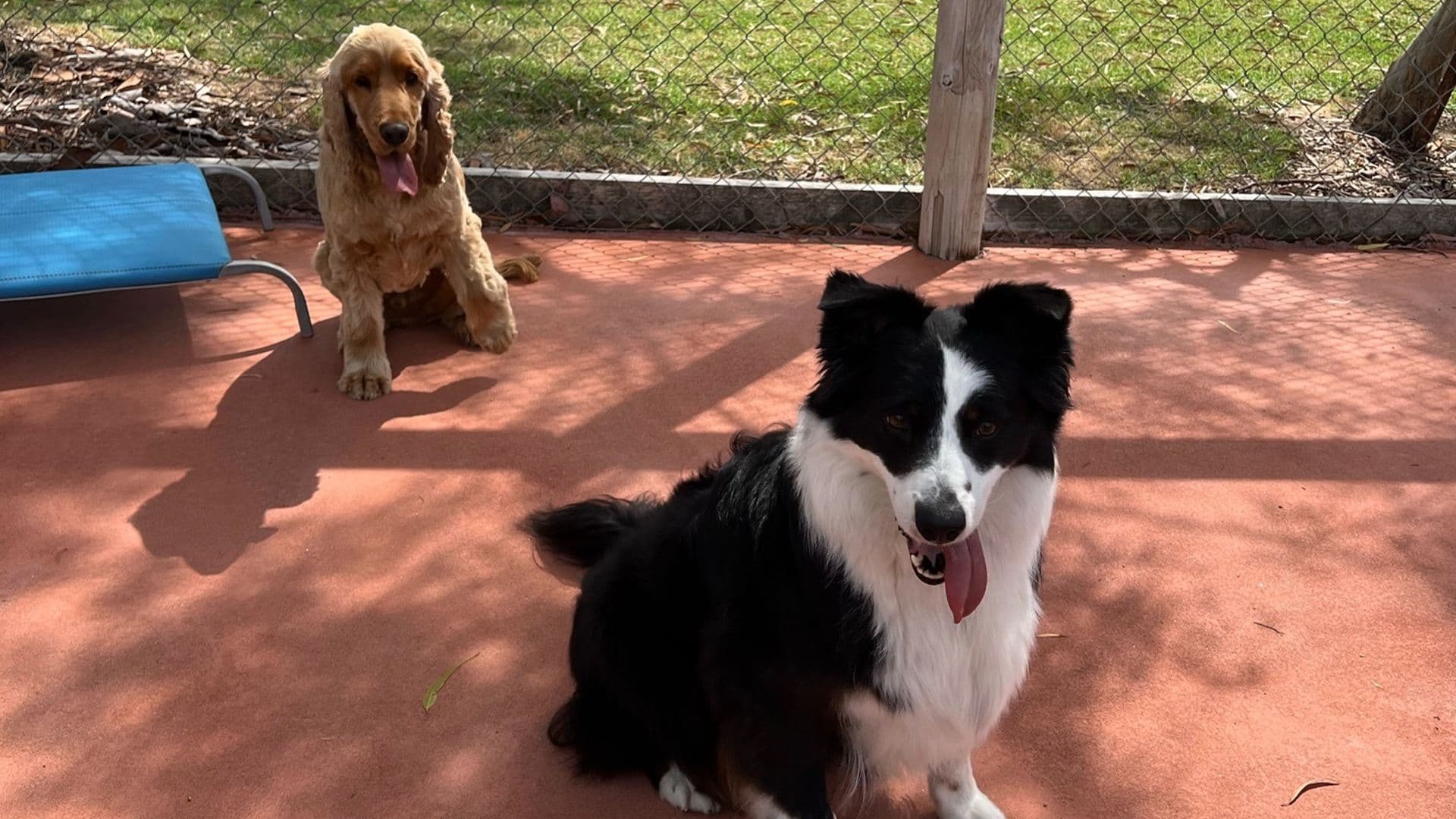 Two dogs being safe inside dig-proof fencing