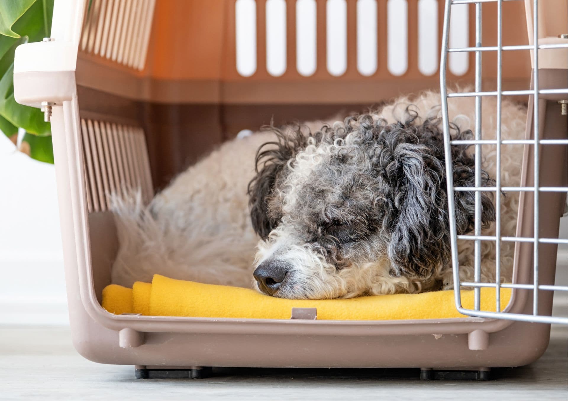Dog sleeping in travel crate