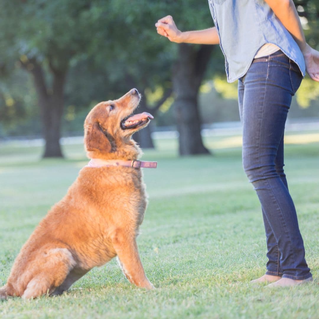 Outdoor dog practice