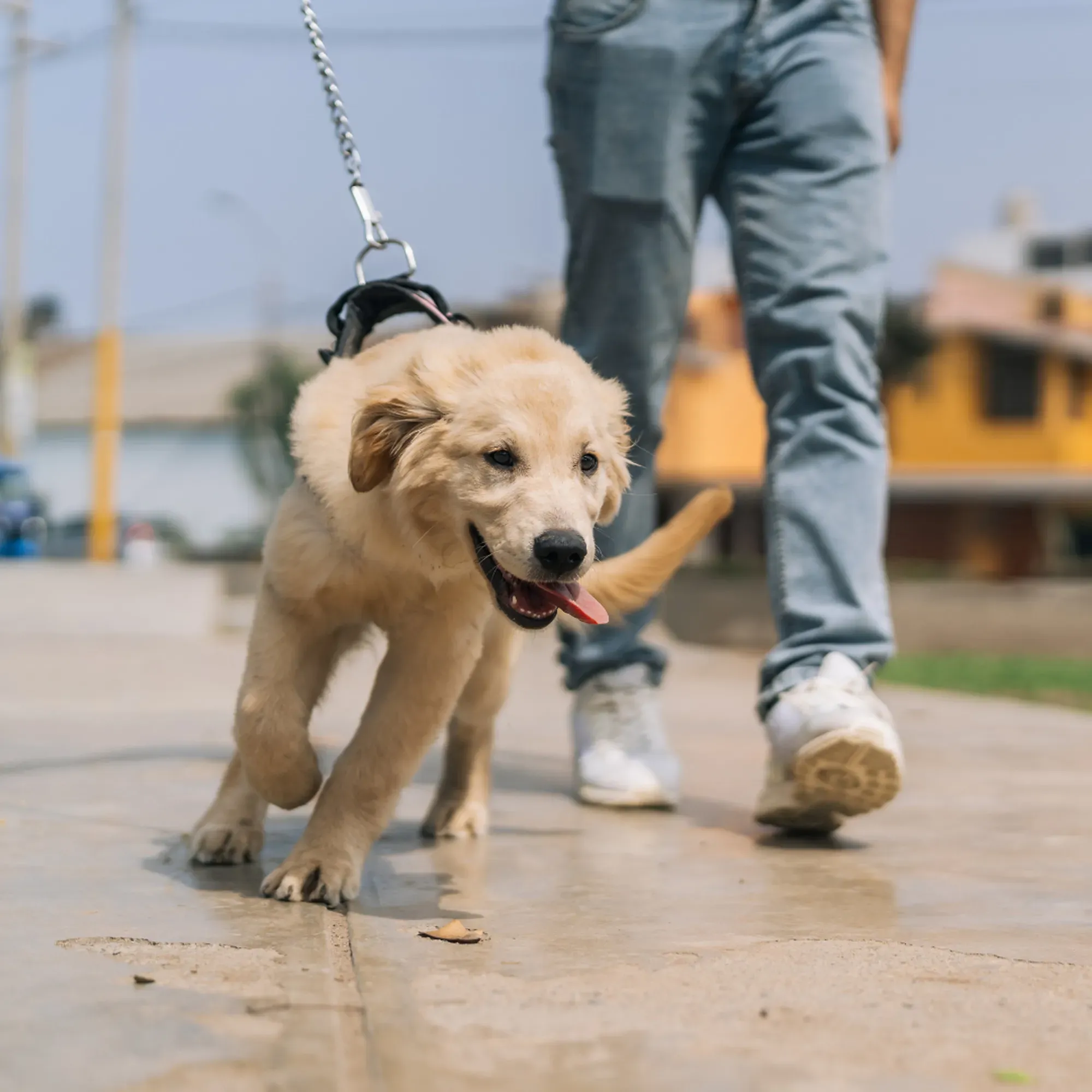 Dog pulls on Lead