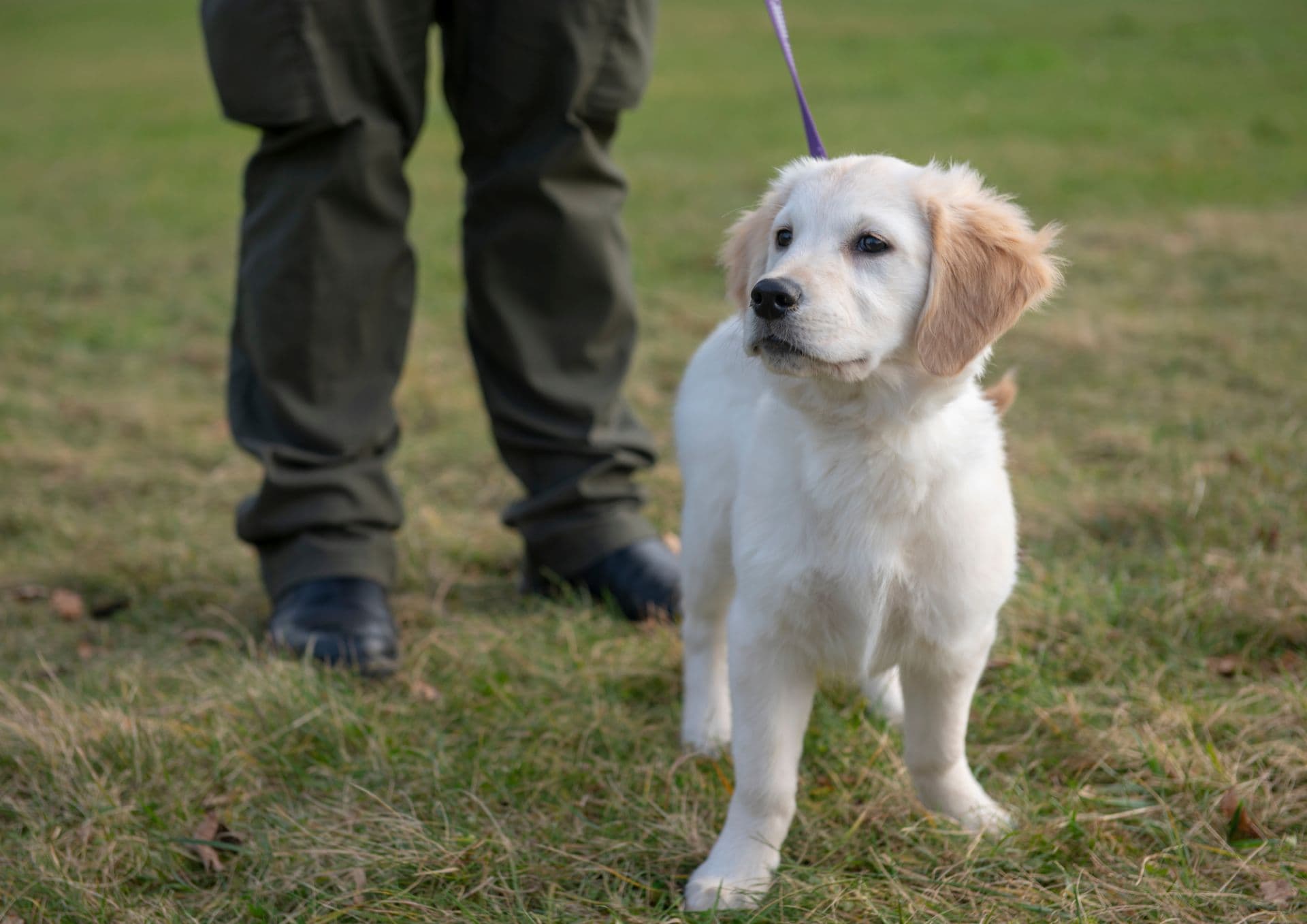 Puppy training