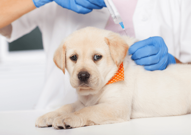 Puppy vaccination
