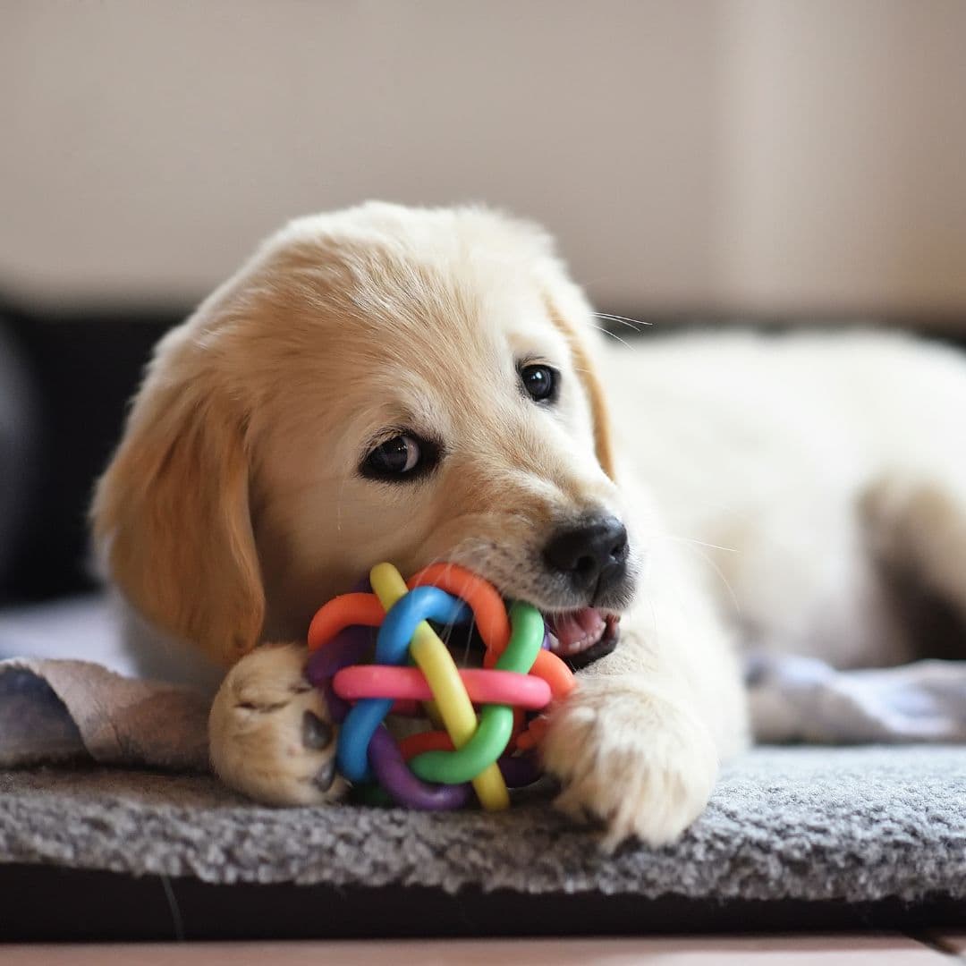 Puppy in bed with a toy