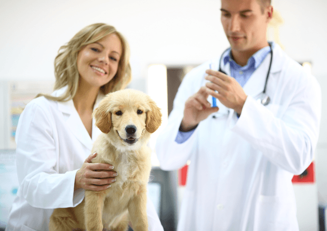 Puppy getting a vaccination at a vet