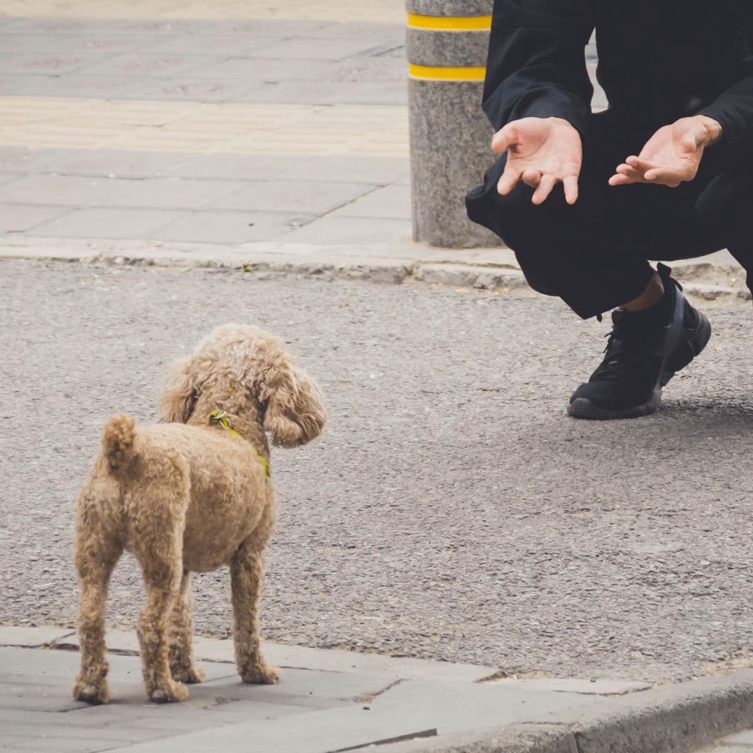 Dog coming when called