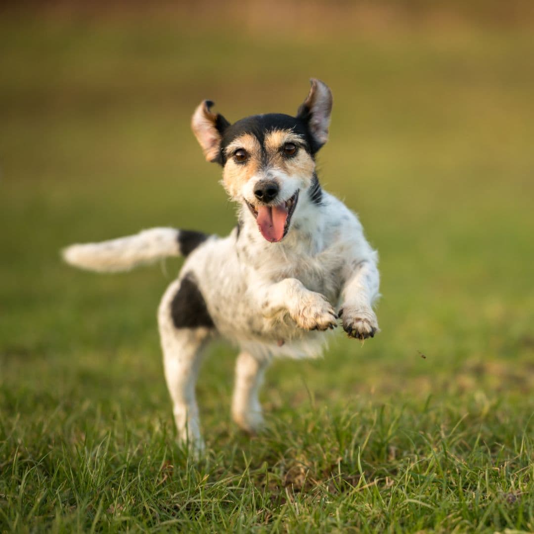 Dog jumping