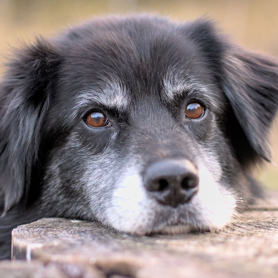 Senior dog