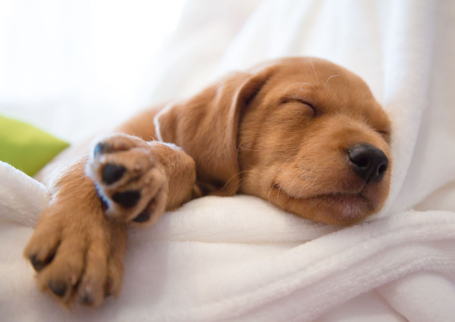 Puppy sleeping