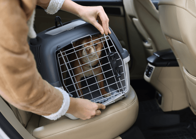 Small dog in crate