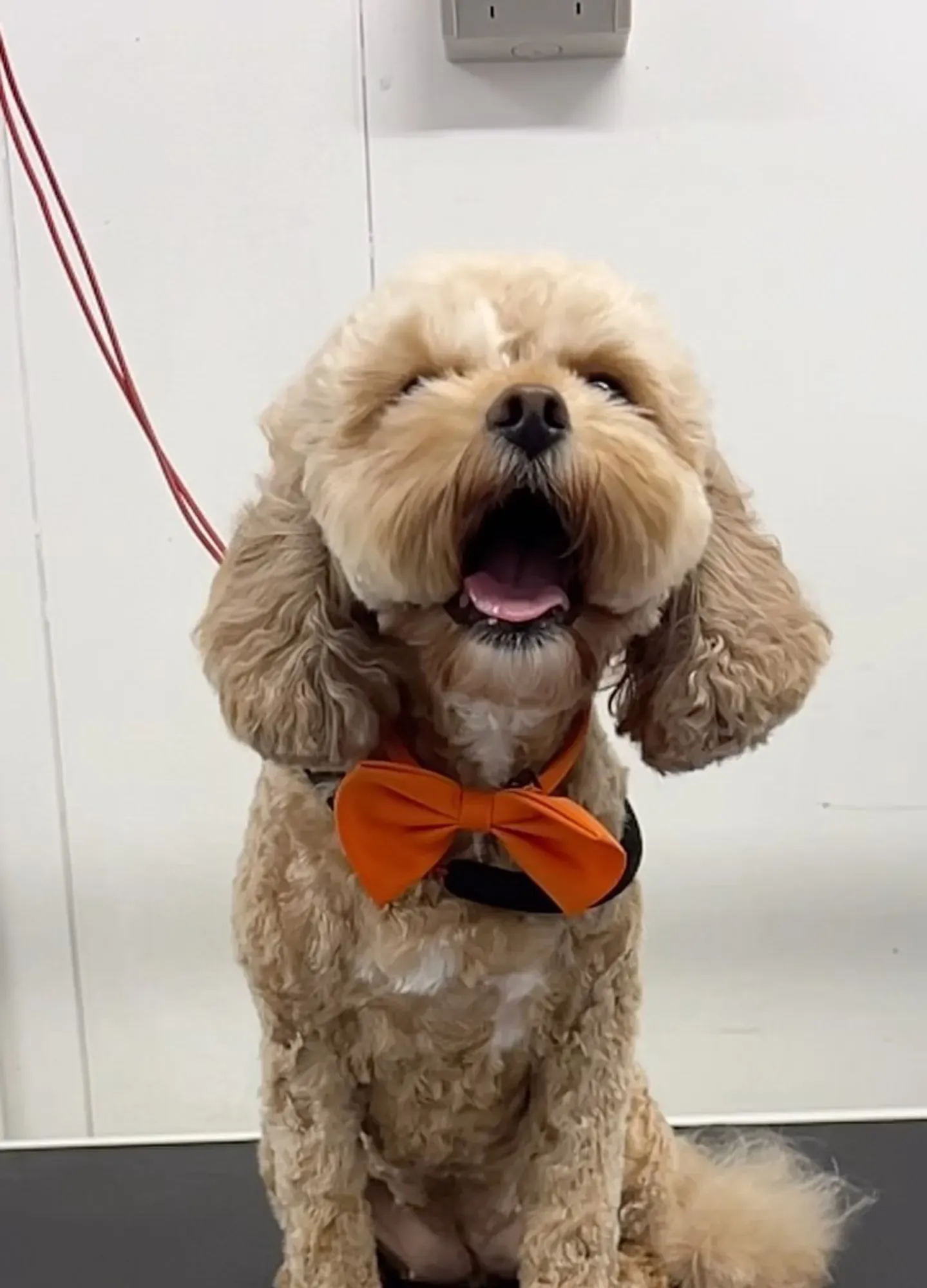 The Benefits of Regular Dog Grooming