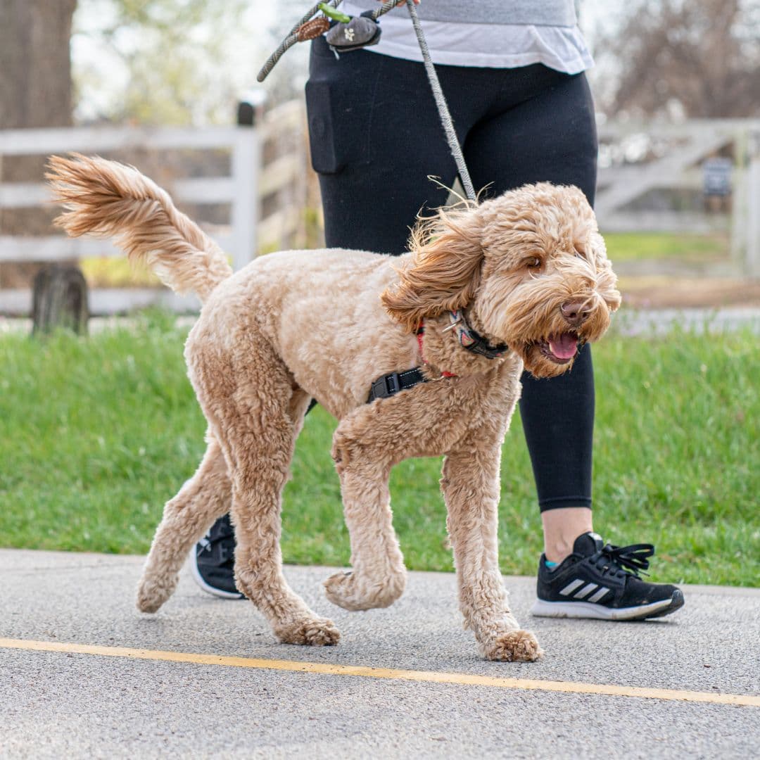 Dog walking with a person