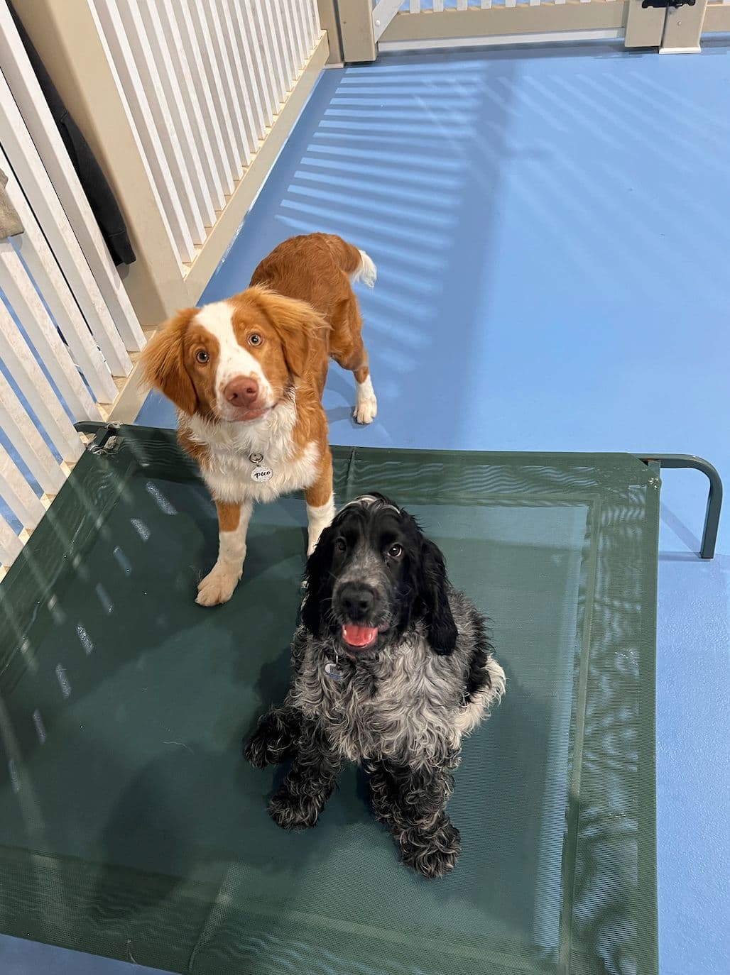 West Hindmarsh Dog Daycare