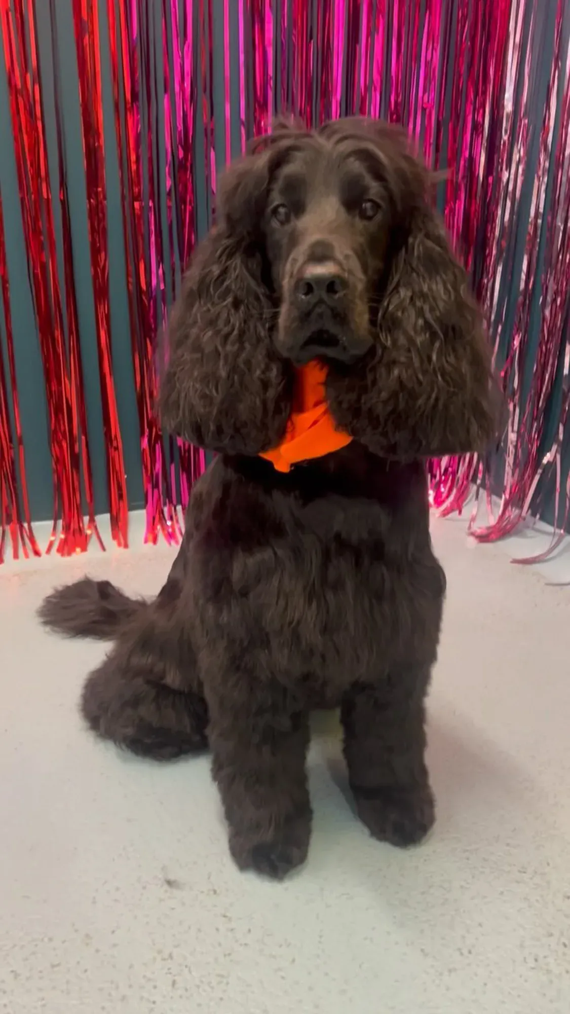 What is Dog Grooming?