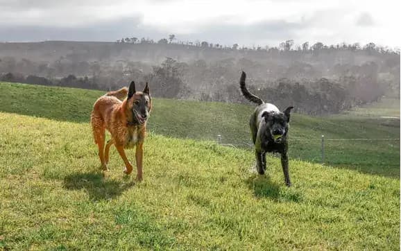 Two active dogs running outdoors on a field