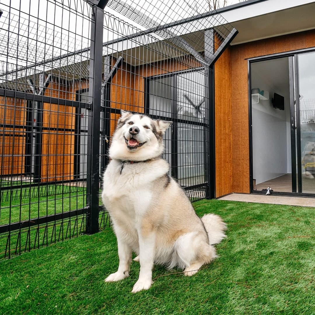 Happy dog outdoors at Kip Adelaide North