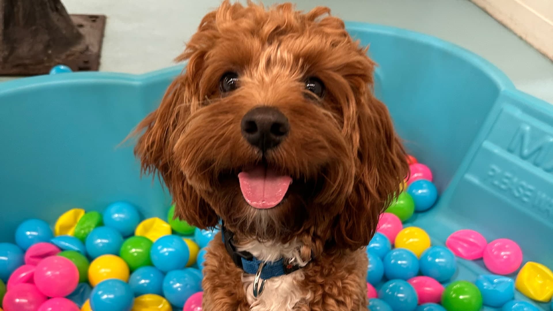 Happy dog on a pool filled with balls at Kip Alexandria