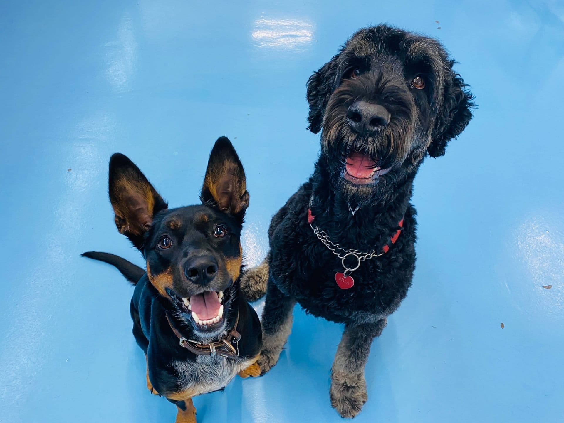 Dogs named Barkley and Bella at Kip Bayside