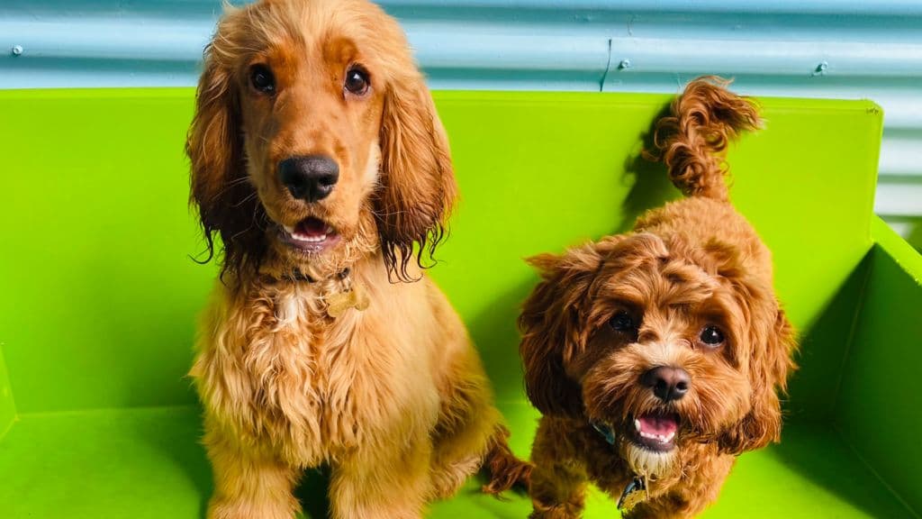 Two dogs at Bayside