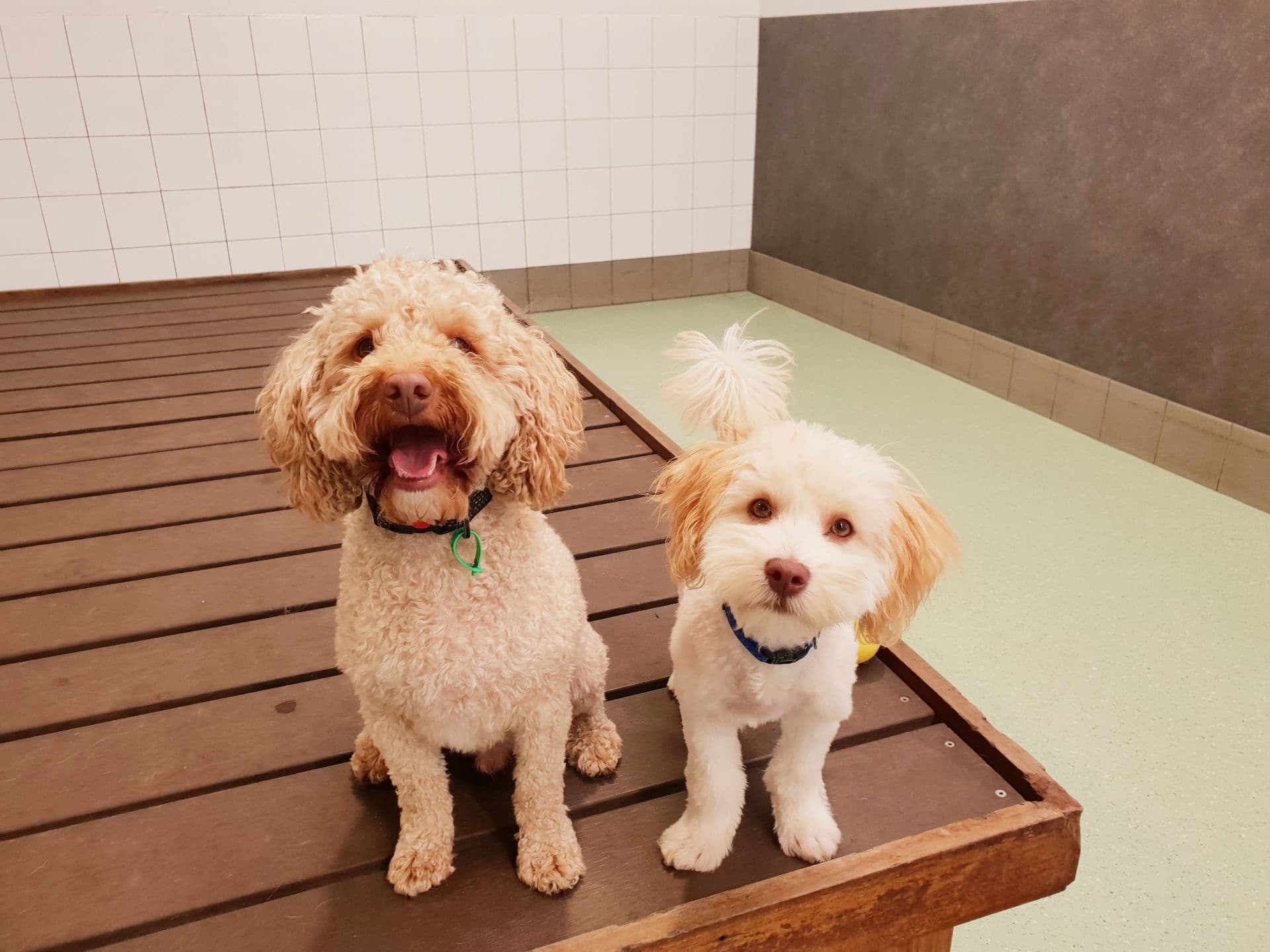 Happy dog in the middle of a play time at Dog Daycare Bayswater