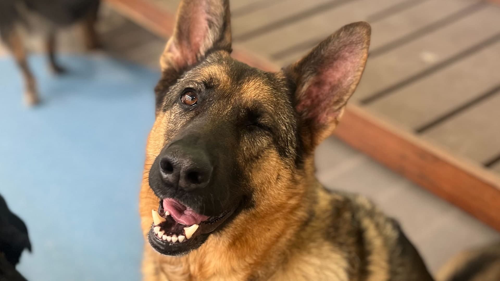 Two happy dogs sitting at a grooming area at Dog Daycare Bayswater