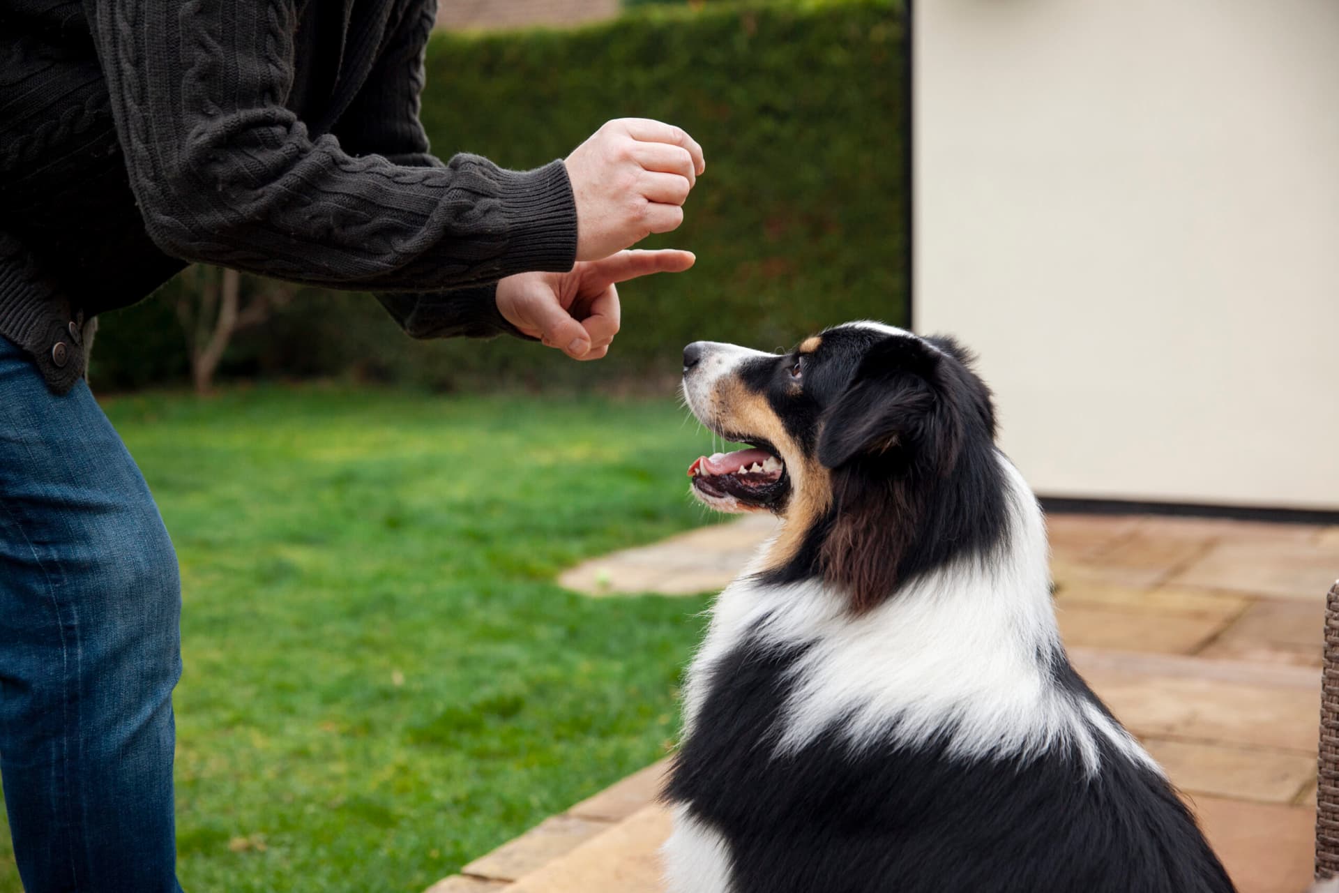Dog training in action