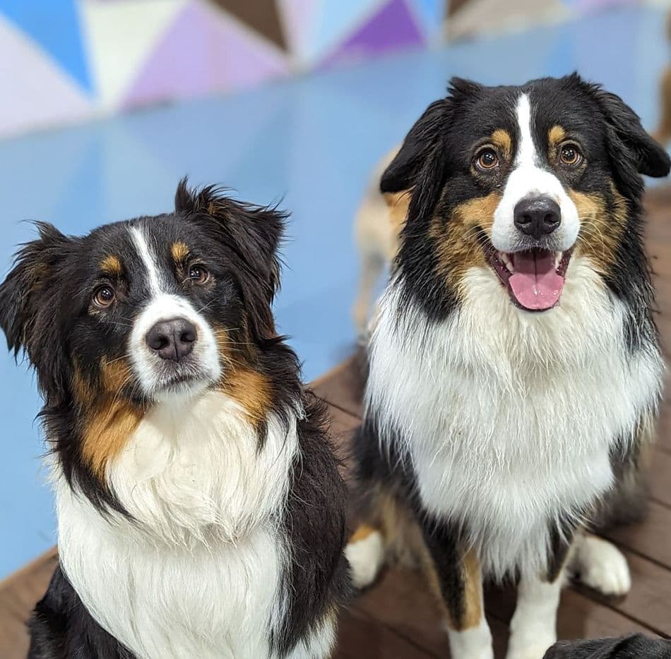Two happy dogs at Dog Daycare Blackburn