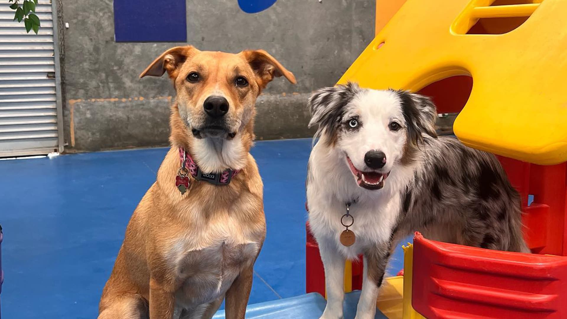 Three happy dogs at Dog Daycare Broadview