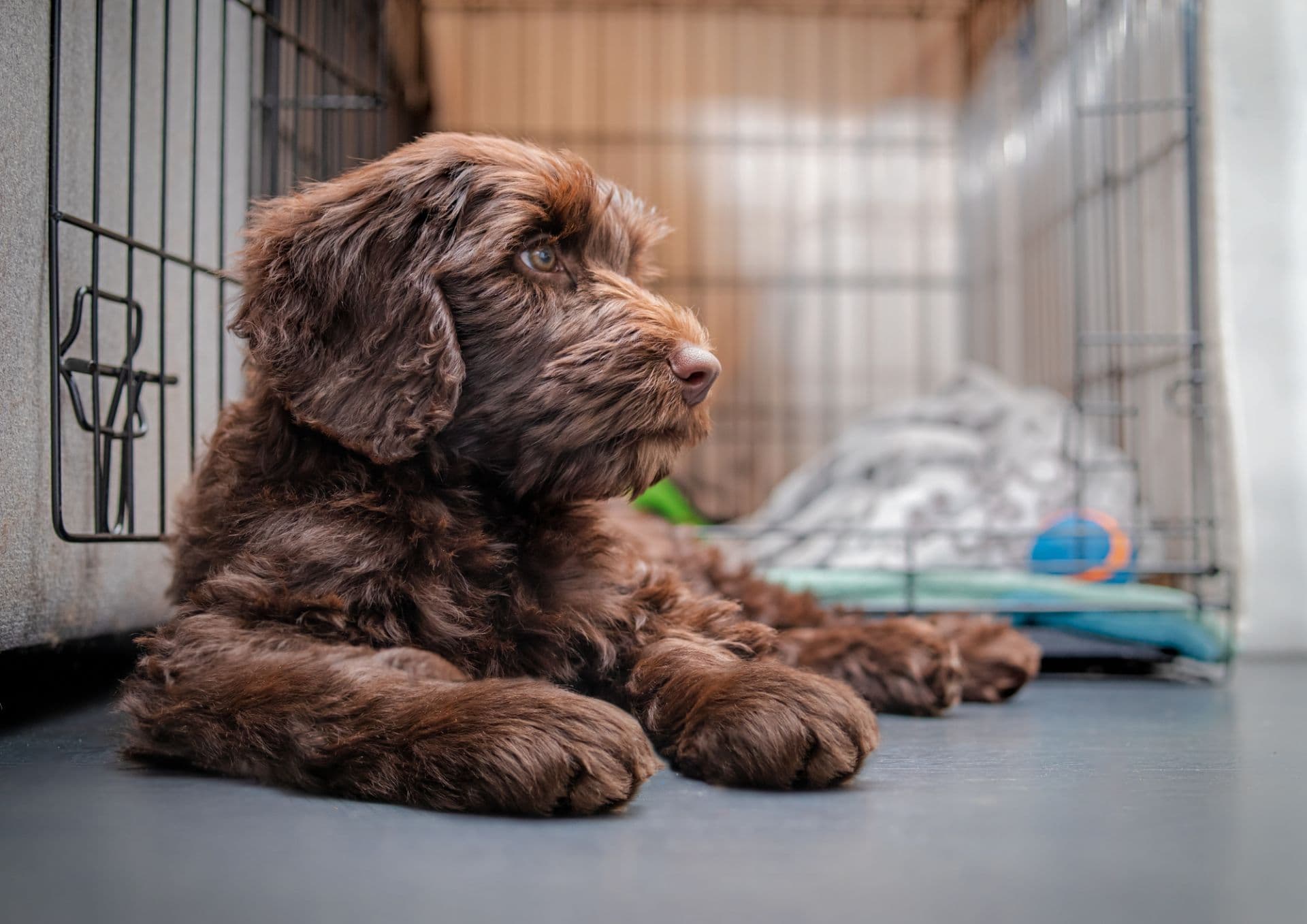Dog sitting in front of a crate