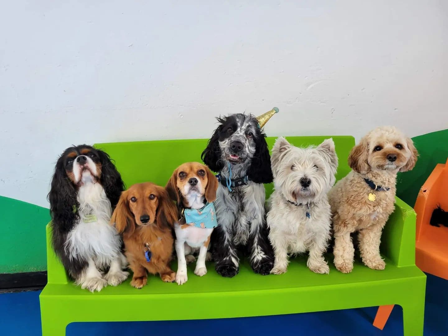 Six happy dogs sitting on a bench at Kip Brunswick