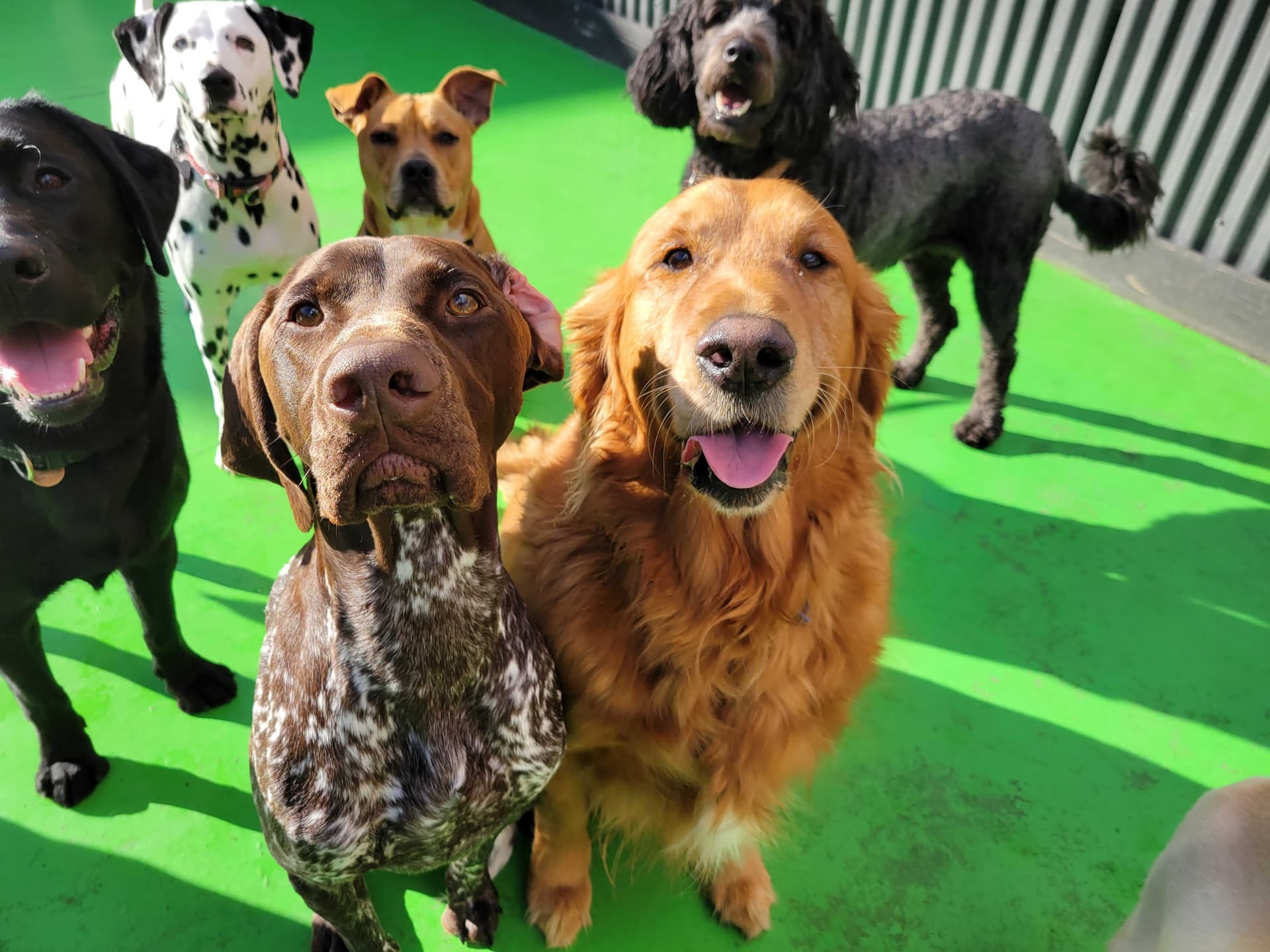 Five happy dogs at Kip Brunswick