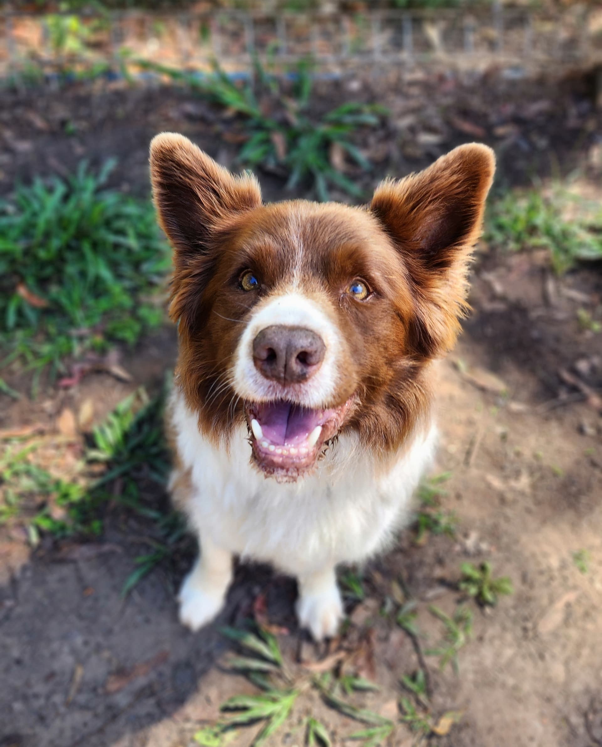 Happy dog outdoors at Kip Caloundra