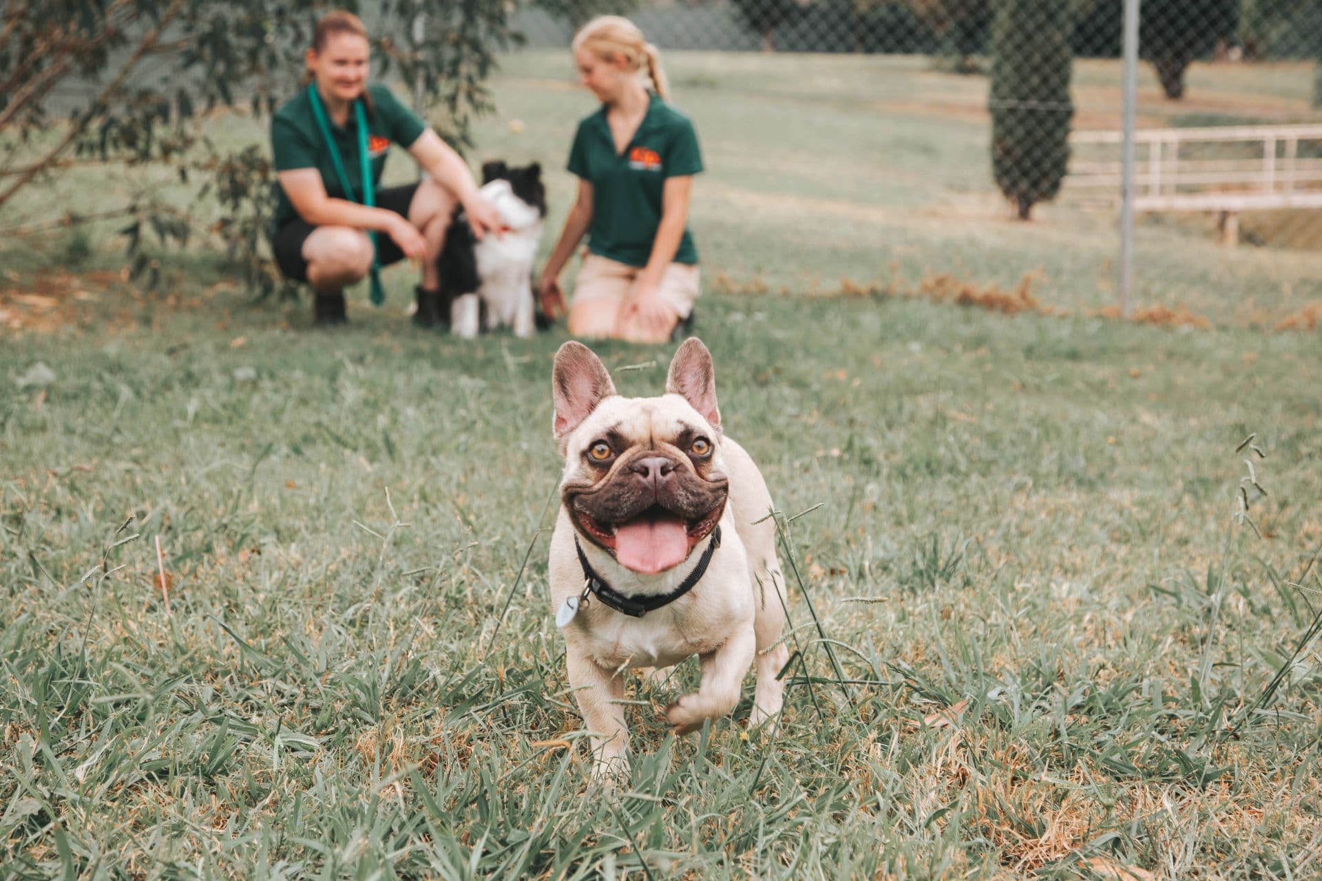 Happy dog at Pet Boarding Canberra