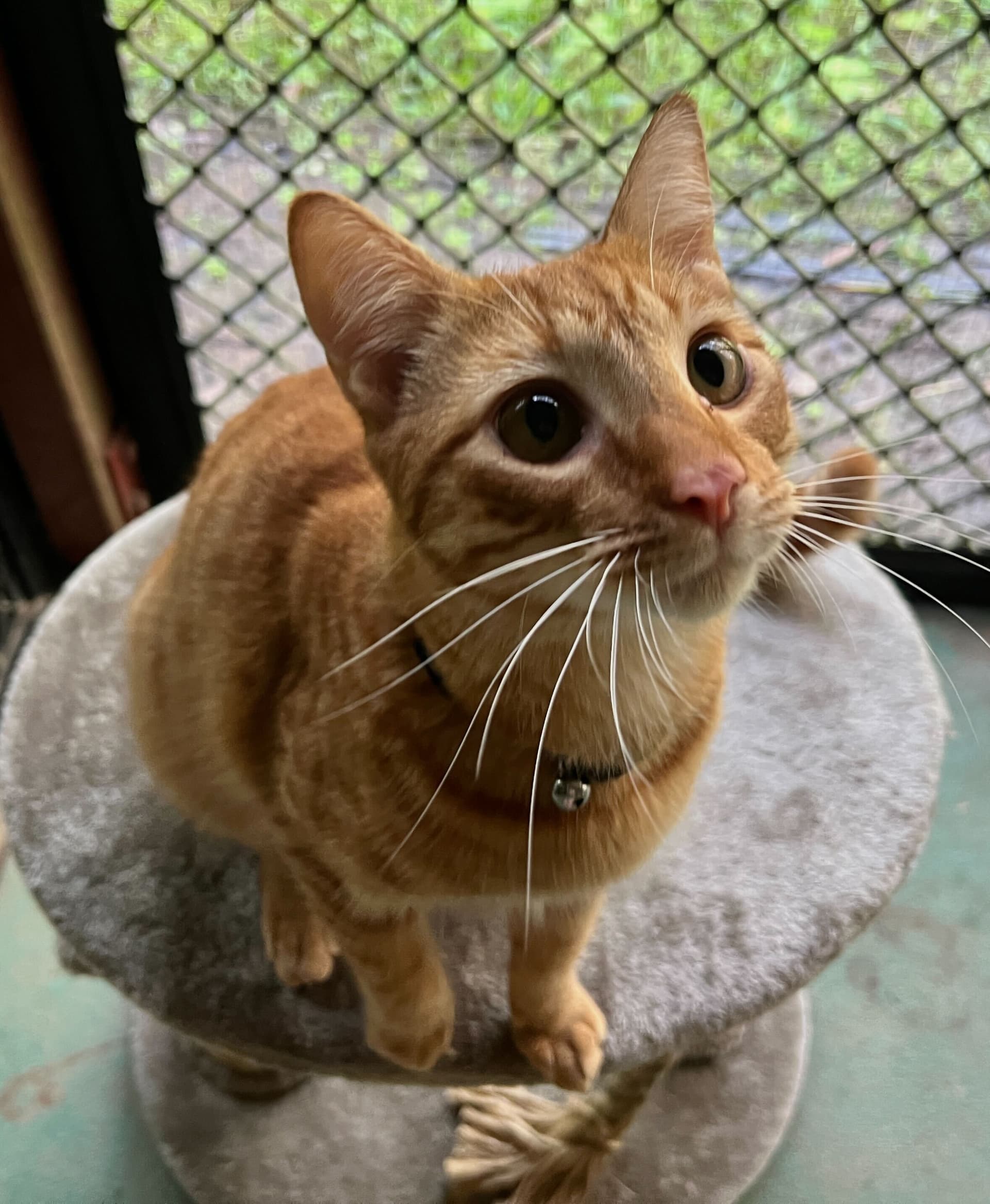 Cat at Kip Caloundra