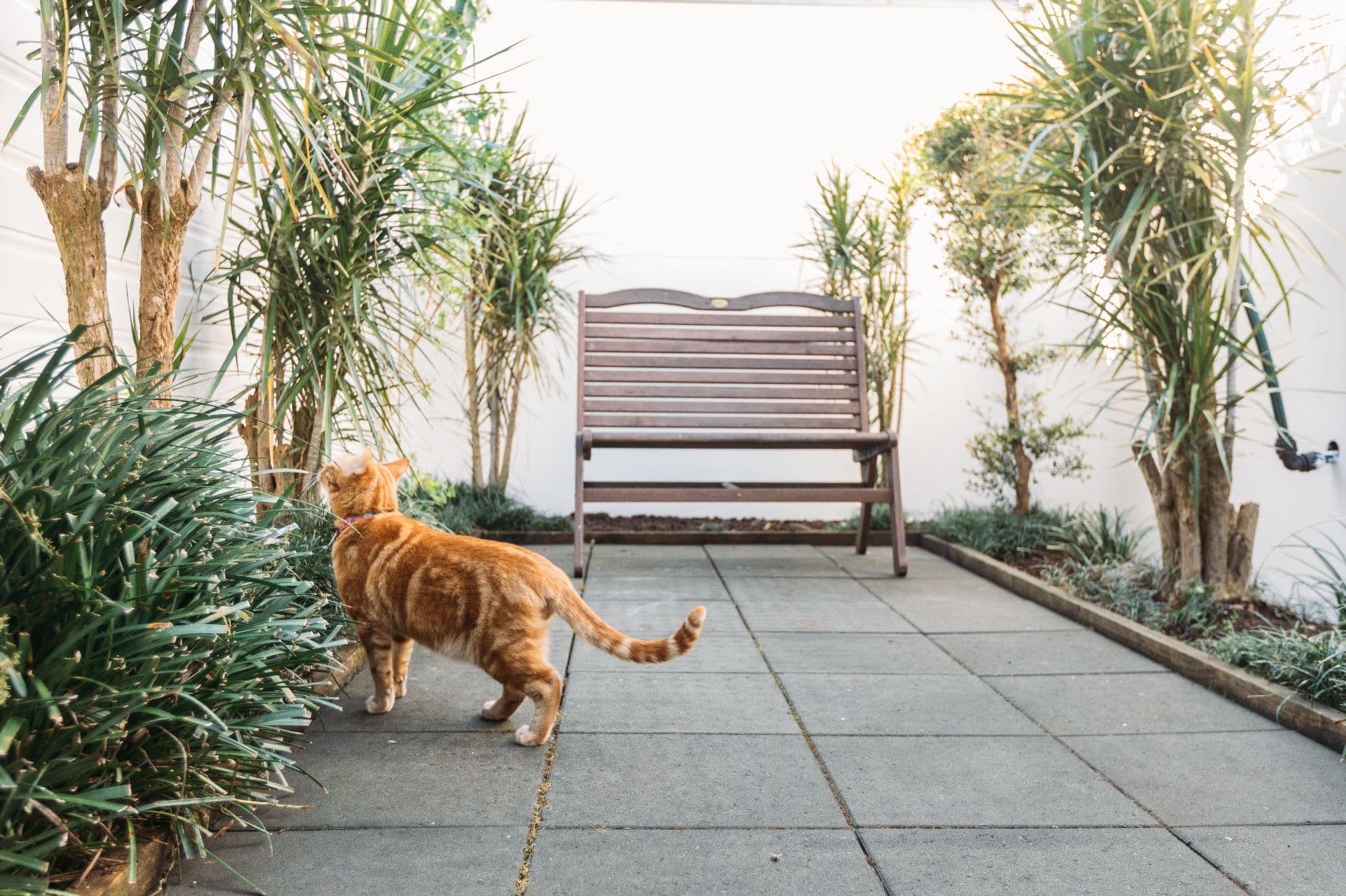 Cat at Kip